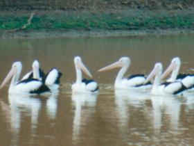 Pelican Point - Accommodation in Bendigo 0
