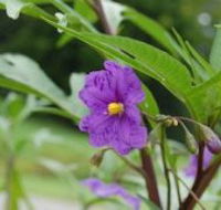 Alpha Native Flower Garden - Accommodation in Bendigo