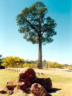 Book Cunnamulla QLD Attractions Accommodation in Bendigo Accommodation in Bendigo