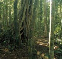 Mount Bithongabel - Accommodation in Bendigo