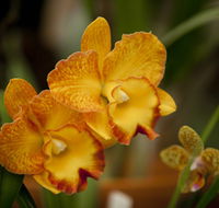 Queens Park - Orchid House - Accommodation in Bendigo