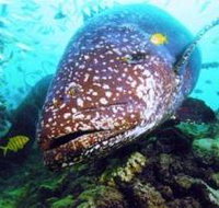 Lady Musgrave Island Dive Sites - Accommodation in Bendigo