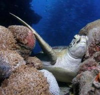Light House Bommie Dive Site - Accommodation in Bendigo