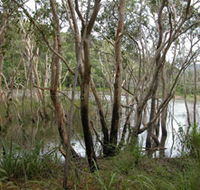 Mount Rooper Circuit and Swamp Bay Track - Accommodation in Bendigo