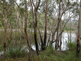Mount Rooper Circuit And Swamp Bay Track - Accommodation in Bendigo 0