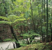 Fraser Island Great Walk - Accommodation in Bendigo