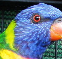 Fraser Coast Wildlife Sanctuary - Accommodation in Bendigo