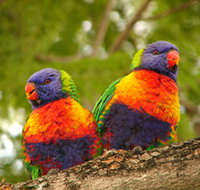 Blue Mountain Park - Accommodation in Bendigo