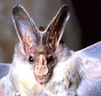 Mount Etna Caves National Park - Accommodation in Bendigo