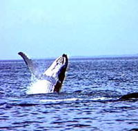 Whale Watching - Accommodation in Bendigo