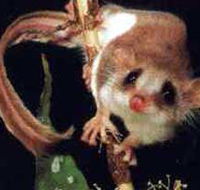 Carrowong Fauna Sanctuary - Accommodation in Bendigo