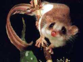 Carrowong Fauna Sanctuary - Accommodation in Bendigo 0