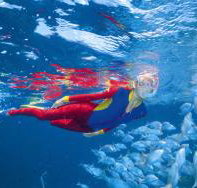 Outer Rocks Dive Site - Accommodation in Bendigo