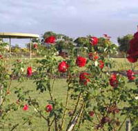 Elizabeth Park Rose Gardens - Accommodation in Bendigo