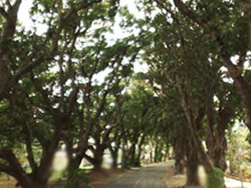 Mango Avenue - Accommodation in Bendigo 0