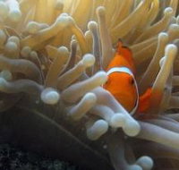 Flat Rock Dive Site - Accommodation in Bendigo