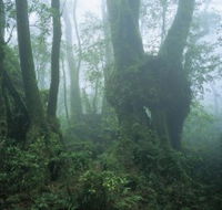 West Canungra Creek Circuit - Accommodation in Bendigo