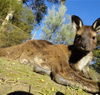 Ballarat Wildlife Park - Accommodation in Bendigo