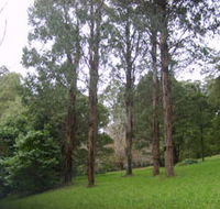 Mount Dandenong Arboretum - Accommodation in Bendigo