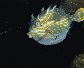 Mushroom Reef Marine Sanctuary - Accommodation in Bendigo 0