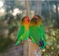 Ballarat Bird World - Accommodation in Bendigo
