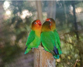 Ballarat Bird World - Accommodation in Bendigo 0