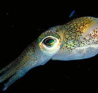 Corner Inlet Marine National Park - Accommodation in Bendigo