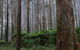 Kinglake National Park - thumb 0