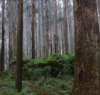 Kinglake National Park - Accommodation in Bendigo