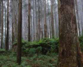 Kinglake National Park - Accommodation in Bendigo 0