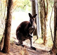 Great Ocean Road Wildlife Park - Accommodation in Bendigo
