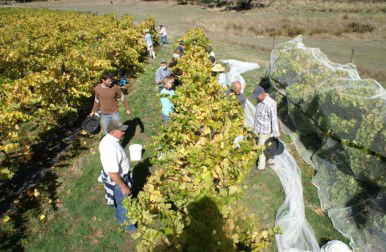 Blakes Estate Winery - Accommodation in Bendigo 0