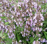 Otway Herbs - Accommodation in Bendigo