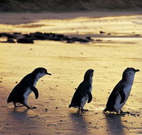 Phillip Island Nature Park - Accommodation in Bendigo