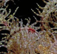 Point Danger Marine Sanctuary - Accommodation in Bendigo