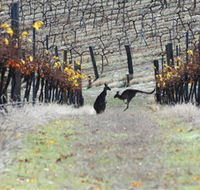 Blue Pyrenees Estate - Accommodation in Bendigo