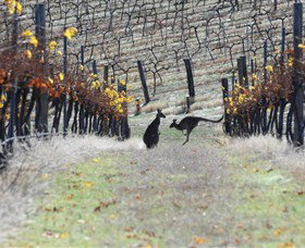 Blue Pyrenees Estate - Accommodation in Bendigo 0