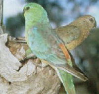 Lake Albacutya Regional Park - Accommodation in Bendigo