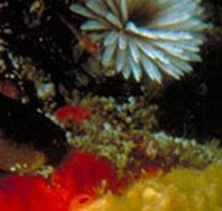 Point Cooke Marine Sanctuary - Accommodation in Bendigo