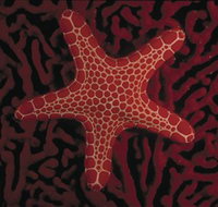 Port Phillip Heads Marine National Park - Accommodation in Bendigo