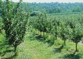 Pettys Orchard - Accommodation in Bendigo 0