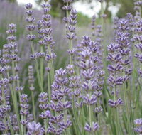 Warratina Lavender Farm - Accommodation in Bendigo