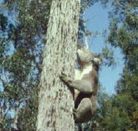 Creswick Regional Park - Accommodation in Bendigo