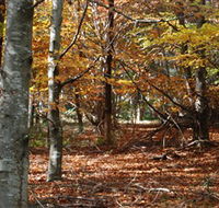 RJ Hamer Arboretum - Accommodation in Bendigo