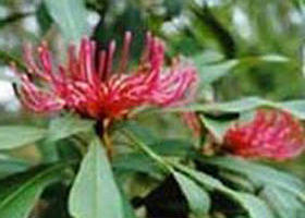 Alfred National Park - Accommodation in Bendigo 0