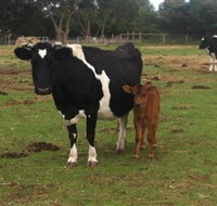 Animal Land Children's Farm - Accommodation in Bendigo