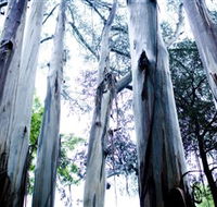 Dandenong Ranges National Park - Accommodation in Bendigo