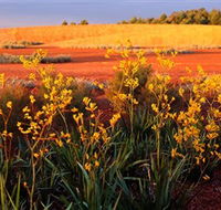 Royal Botanic Gardens Victoria Cranbourne - Accommodation in Bendigo