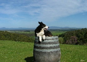 Windy Ridge Vineyard And Winery - Accommodation in Bendigo 0