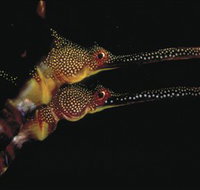 Eagle Rock Marine Sanctuary - Accommodation in Bendigo